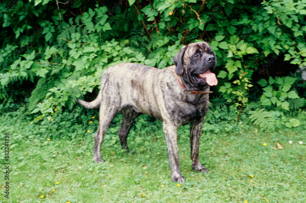An English mastiff standing in the grass in front of greenery