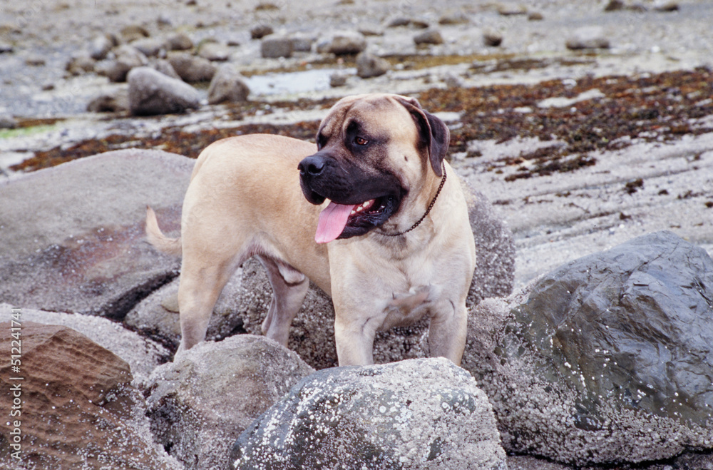 An English mastiff standing on a rocky shore