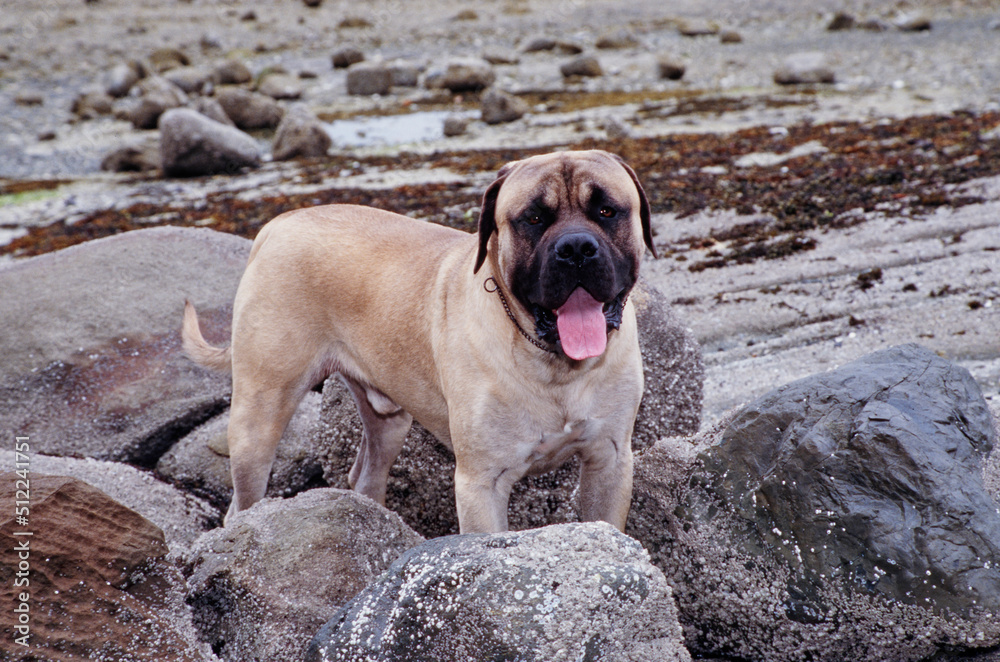 An English mastiff standing on a rocky shore An English mastiff standing on a rocky shore