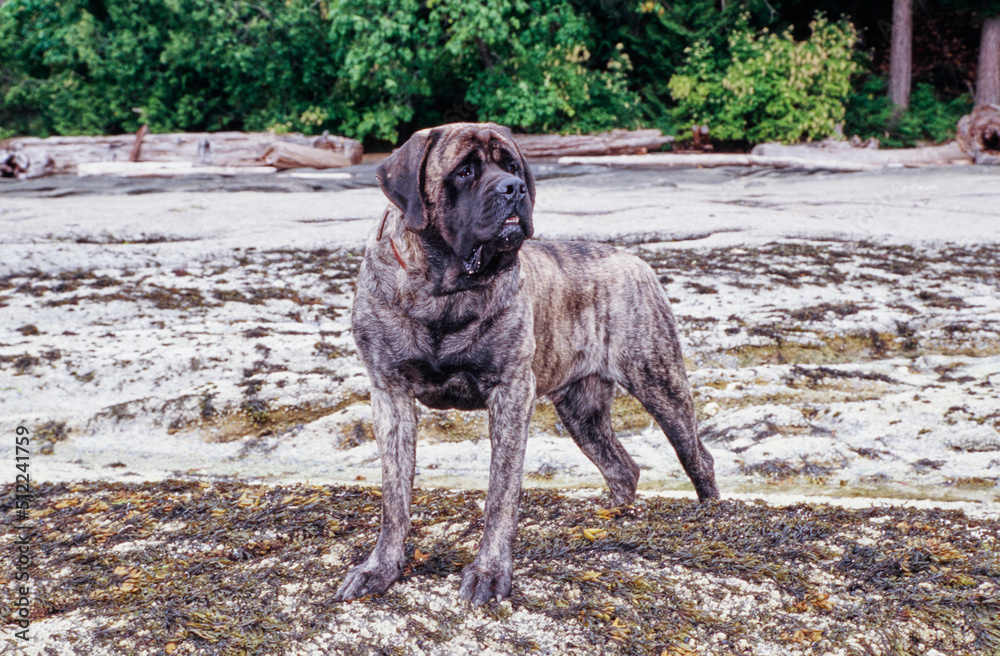 A brindle English mastiff standing on a rocky shore