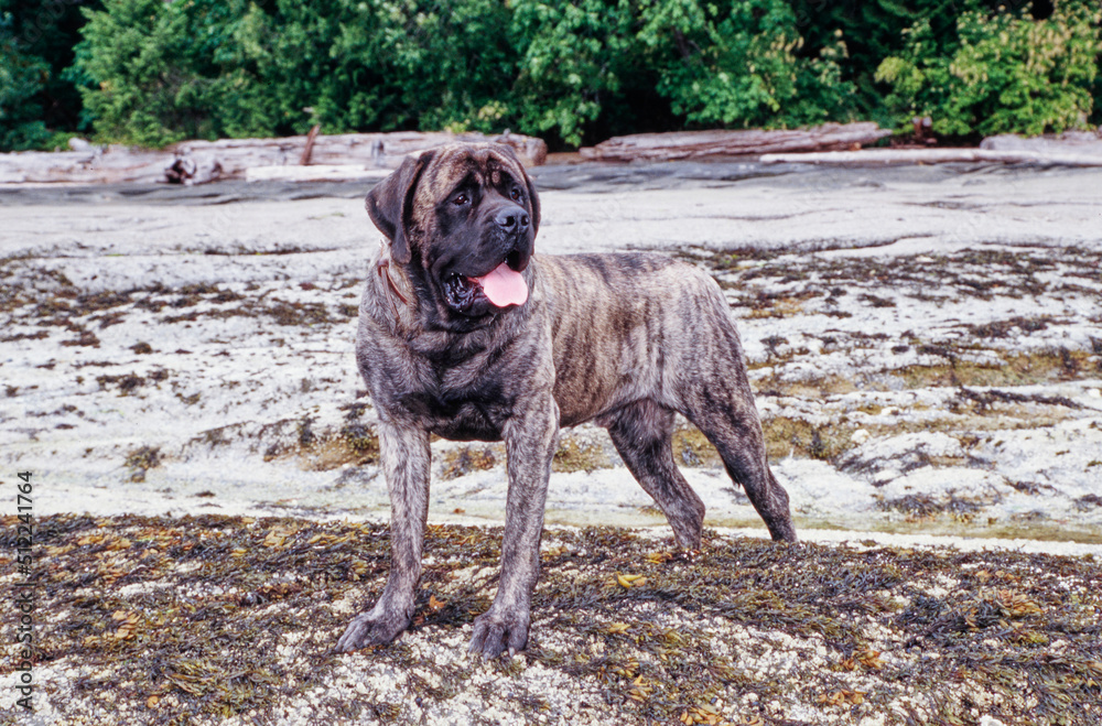 A brindle English mastiff standing on a rocky shore