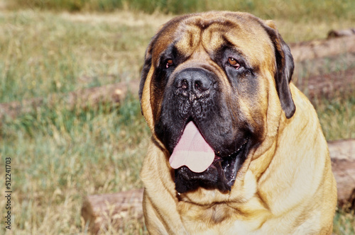 Close-up of an English mastiff dog's face in an outdoor setting