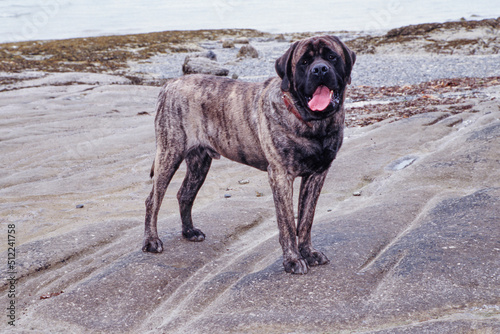 Fotografie A brindle English mastiff standing on a rocky shore