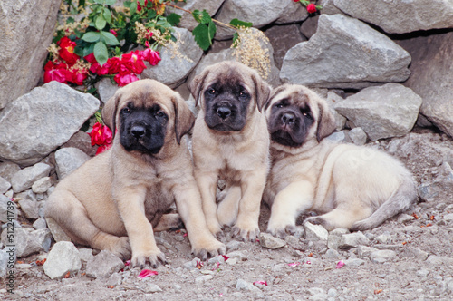 Φωτογραφία Three English mastiff puppy dogs in a rocky garden with red flowers in the backg