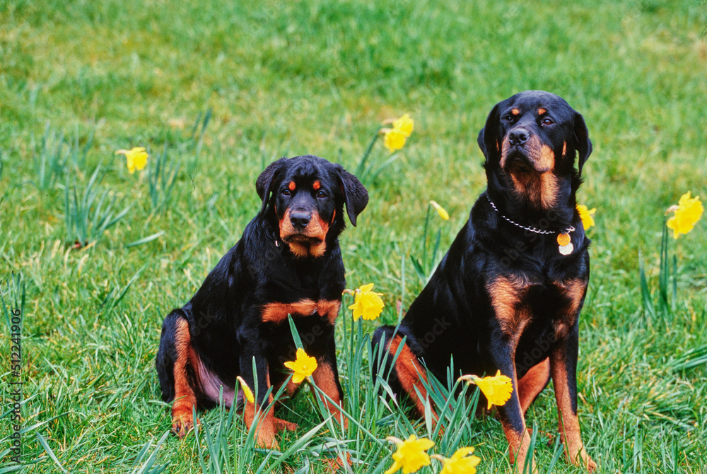 Two rottweiler dogs sitting in a grassy field with daffodils Two rottweiler dogs sitting in a grassy field with daffodils