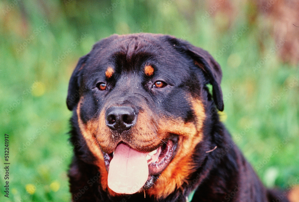 Close-up of a rottweiler dog's face