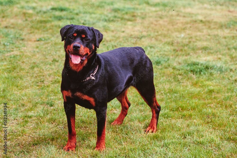 A rottweiler dog standing in short grass A rottweiler dog standing in short grass