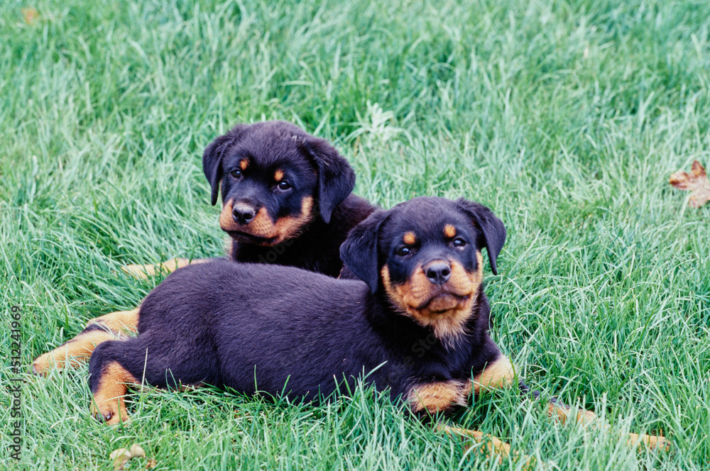 Two rottweiler puppy dogs laying in grass Two rottweiler puppy dogs laying in grass