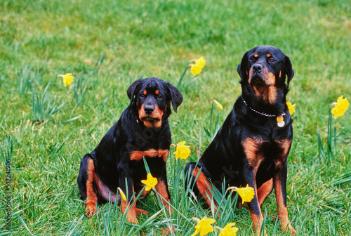 Two rottweiler dogs sitting in a grassy field with daffodils