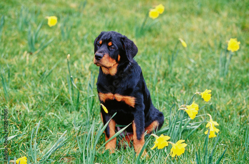 A rottweiler dog sitting in a grassy field with daffodils