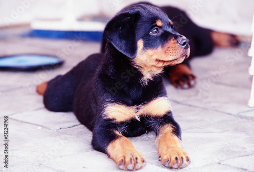 A rottweiler puppy dog laying on a stone surface