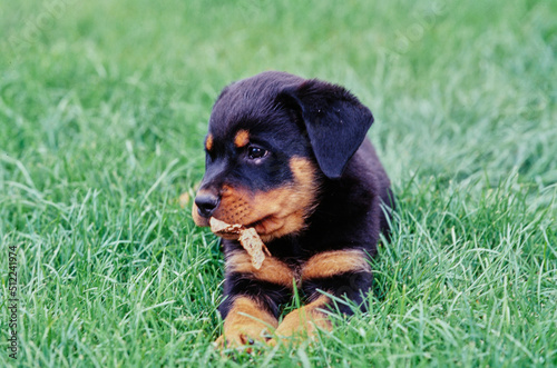 A rottweiler puppy dog laying in grass and chewing a leaf
