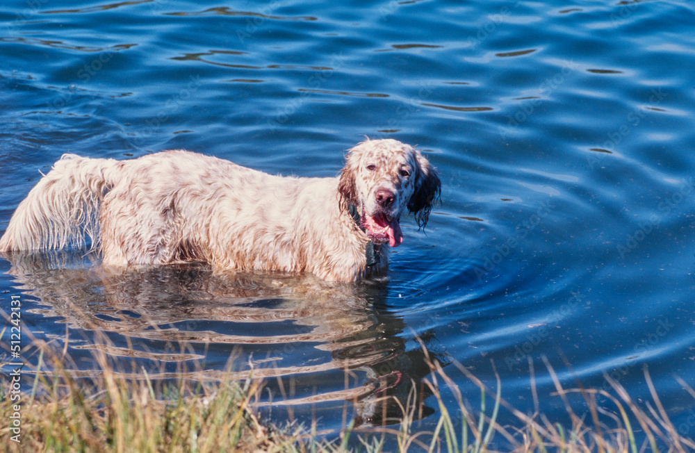 An English setter dog wading into a body of water