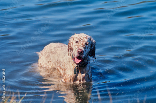 An English setter dog wading into a body of water