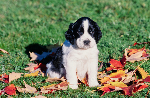 An English springer spaniel puppy dog standing in grass with autumn leaves