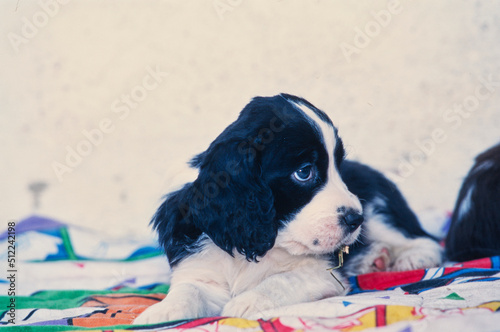 Canvas Print An English springer spaniel puppy dog laying on a colorful blanket