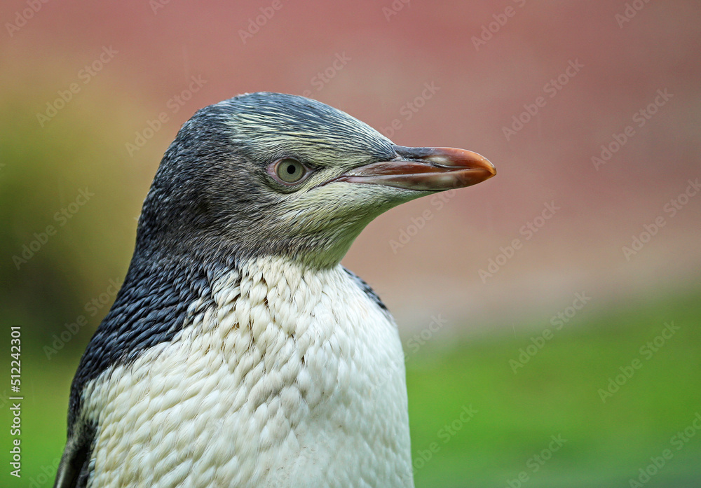 Fototapeta premium Penguin in right profile - New Zealand
