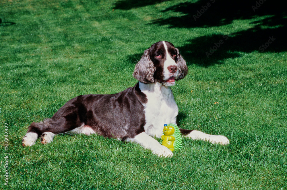 An English springer spaniel with a dog toy laying on a green lawn