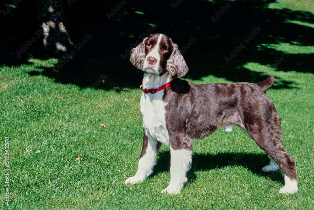 An English springer spaniel standing on a green lawn