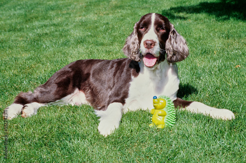 An English springer spaniel with a dog toy laying on a green lawn photo