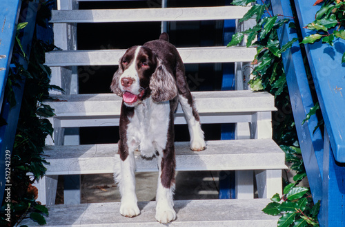 An English springer spaniel walking down white painted stairs with blue railings photo