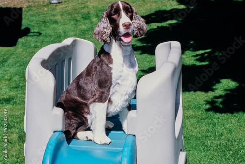 An English springer spaniel sitting on top of a children's playset photo