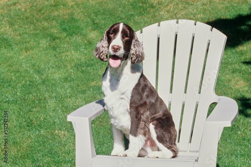 An English springer spaniel sitting on a white chair on a green lawn