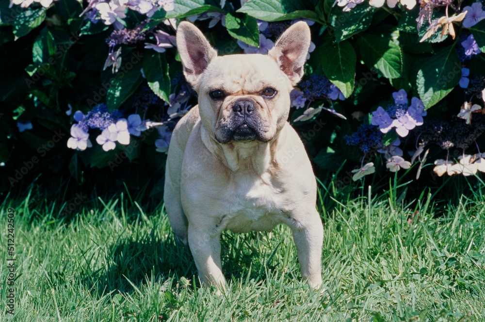 A cream-colored French bulldog standing in green grass in front of a purple flowering plant
