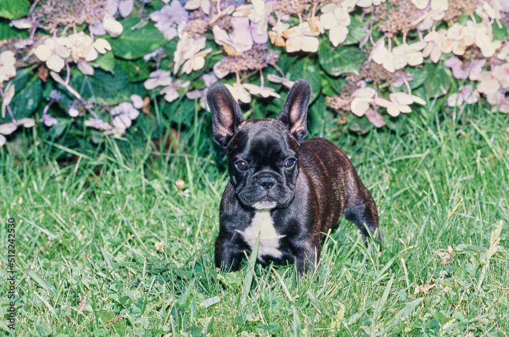 A brindle French bulldog puppy standing in grass in front of a purple flowering plant