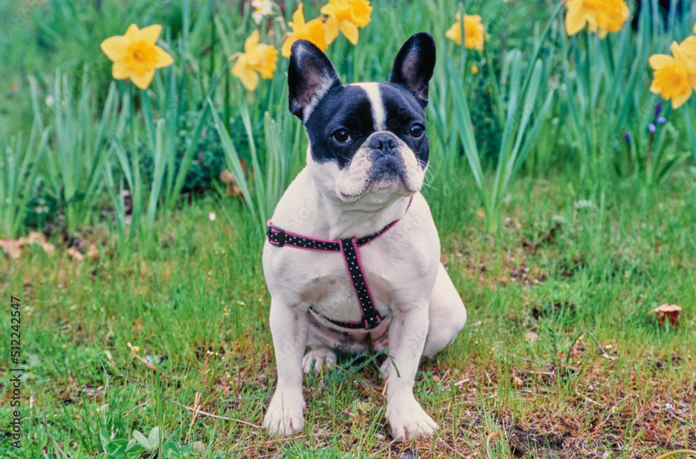 A pied French bulldog sitting in green grass in front of yellow daffodils