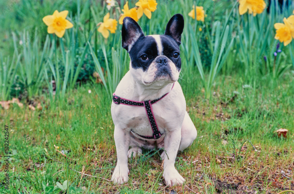 A pied French bulldog sitting in green grass in front of yellow daffodils A pied French bulldog sitting in green grass in front of yellow daffodils