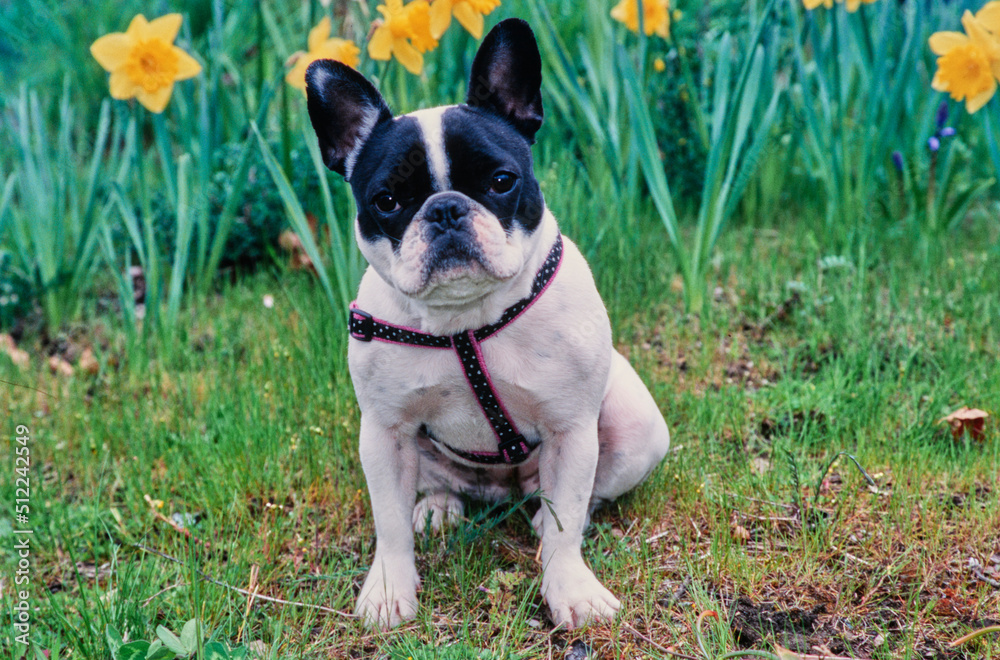 A pied French bulldog sitting in green grass in front of yellow daffodils