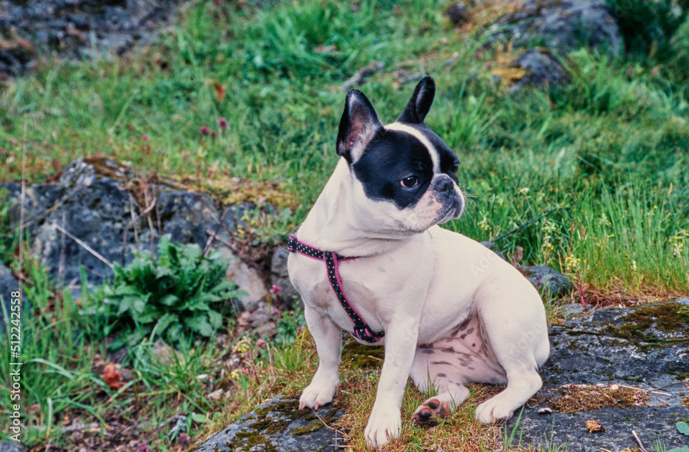 A pied French bulldog sitting in grassy rocky terrain
