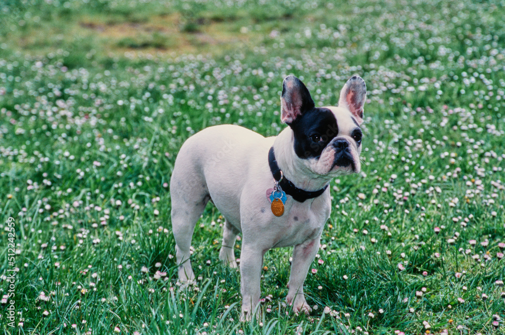 A pied French bulldog standing in green grass with white wildflowers