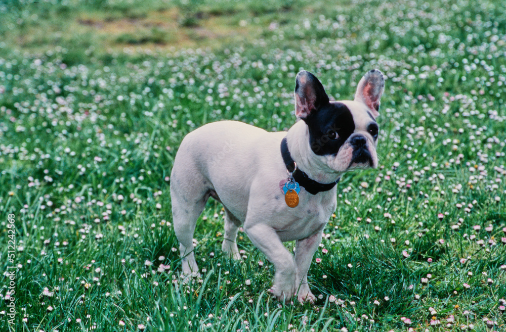 A pied French bulldog standing in green grass with white wildflowers