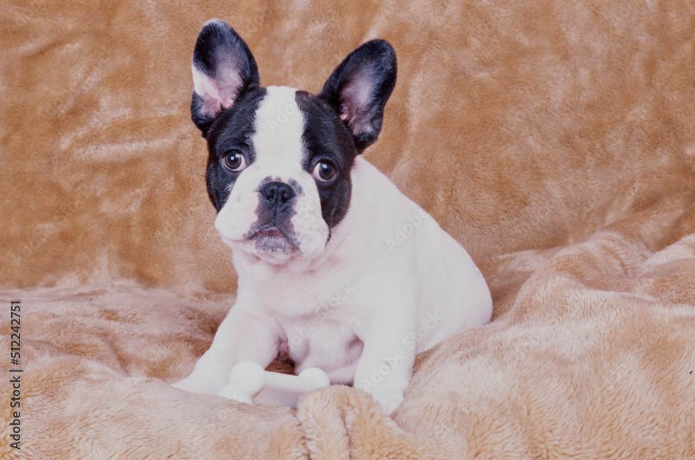 A pied French bulldog laying with a chew toy on a fuzzy blanket A pied French bulldog laying with a chew toy on a fuzzy blanket