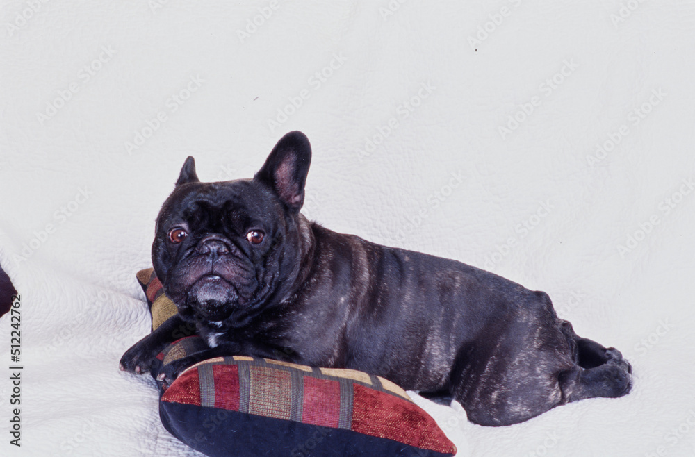 A brindle French bulldog laying on a pillow on a white blanket