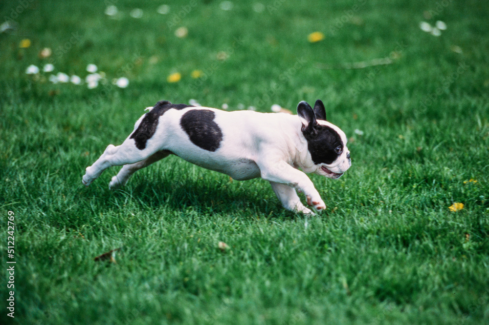 A pied French bulldog running through green grass A pied French bulldog running through green grass
