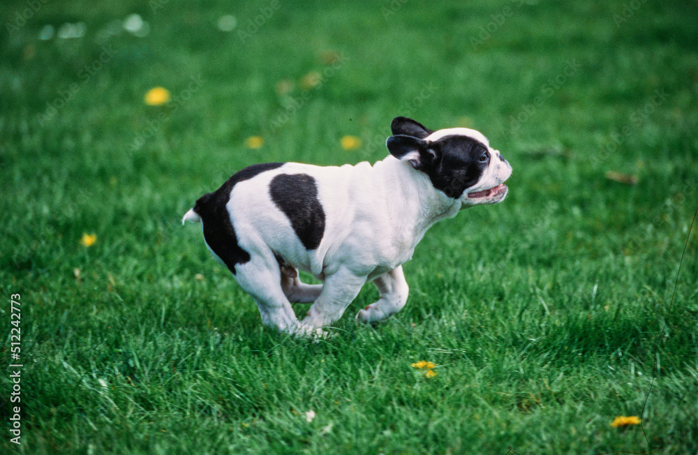 A pied French bulldog running through green grass