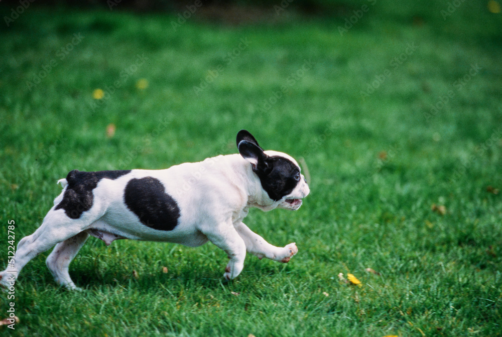 A pied French bulldog running through green grass