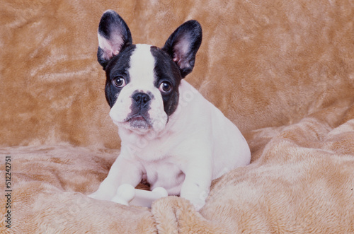 A pied French bulldog laying with a chew toy on a fuzzy blanket © SuperStock