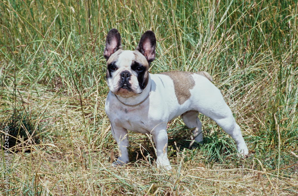 A pied French bulldog standing in tall dry grass