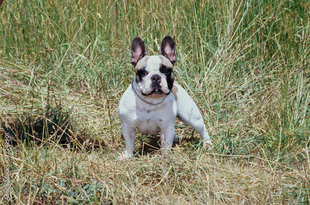 A pied French bulldog standing in tall dry grass