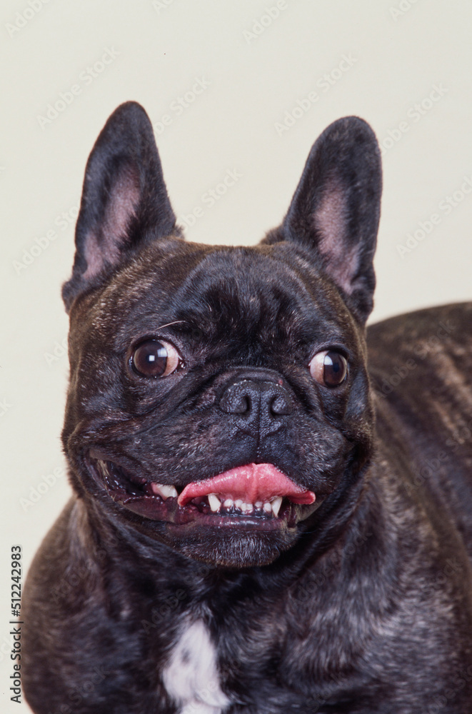 Portrait of a brindle French bulldog on a white background Portrait of a brindle French bulldog on a white background