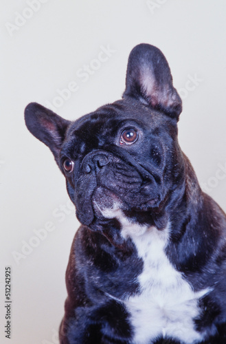 Portrait of a brindle French bulldog on a white background © SuperStock