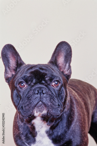 Portrait of a brindle French bulldog on a white background © SuperStock