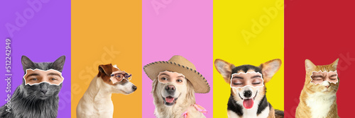 Collage of cute dogs and ca...