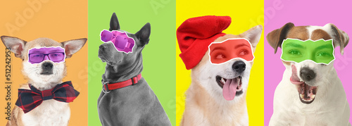 Collage of cute dogs with h...