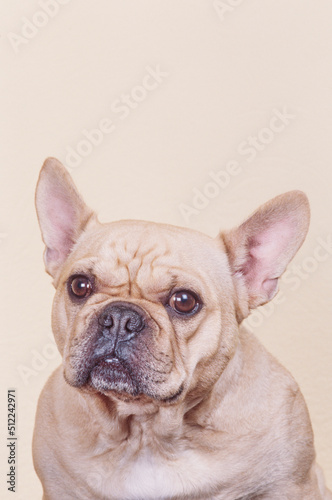 Portrait of a cream-colored French bulldog on a white background