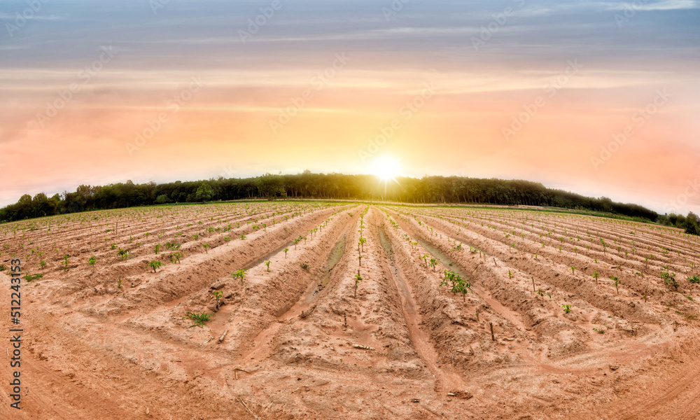 row of cassava tree in field. Growing cassava, young shoots growing. The cassava is the tropical food plant,it is a cash crop. This is the landscape sunset of cassava plantation in the Thailand.